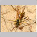 Banchus sp - Schlupfwespe 06c 13mm Sandgrube Niedringhaussee.jpg